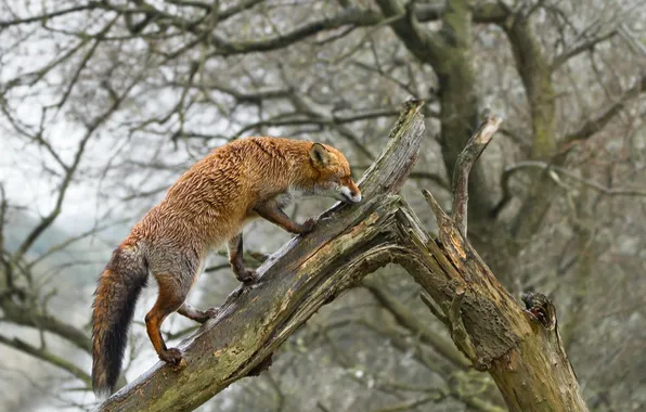 Nature, tree, Fox
