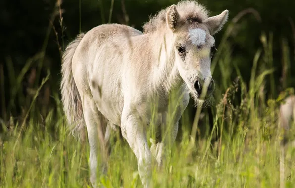 Picture horse, meadow, cub, foal