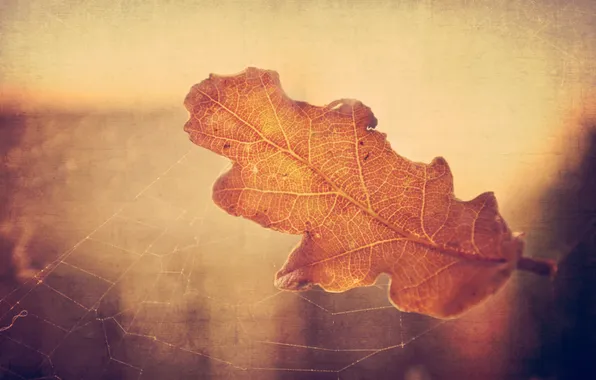 Picture autumn, macro, light, sheet, web, dry, oak