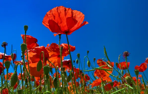 Field, the sky, nature, Maki, petals, meadow