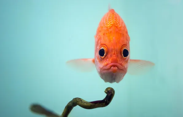 Picture look, water, fish