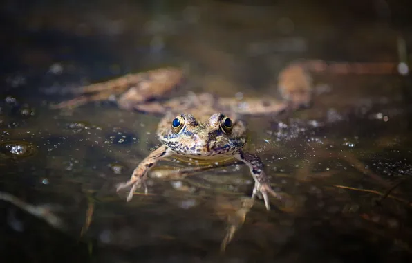 Water, frog, amphibian
