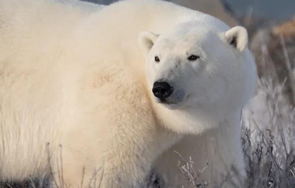 Winter, white, look, face, snow, portrait, bear, polar bear