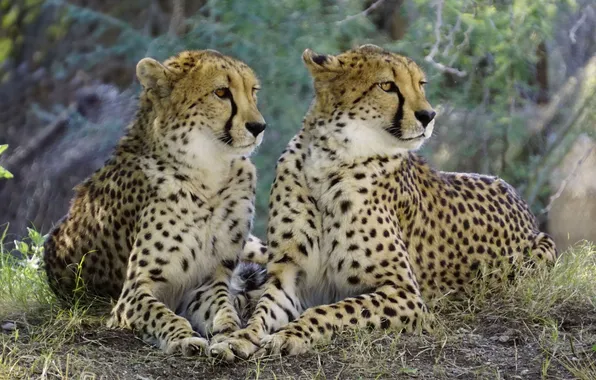 Animals, wildlife, big cat, cheetahs_