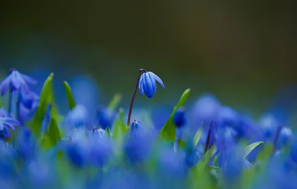 Macro, Flowers, petals, blur, blue, Scilla