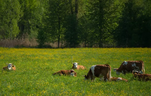Field, grass, stay, cows, pasture, lie