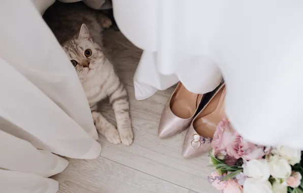 Cat, cat, shoes, curtains, wedding