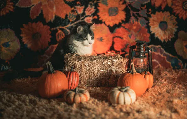 Autumn, cat, cat, look, flowers, grey, background, wall