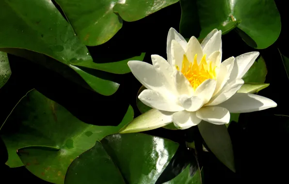 White, flower, pond, green, Lily, Logins, ox