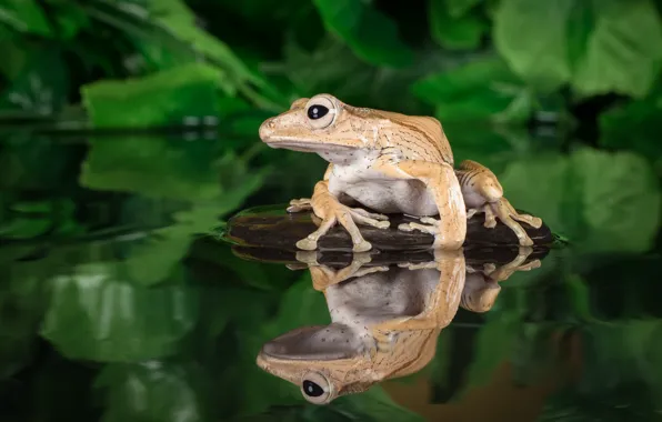 Picture water, stone, frog