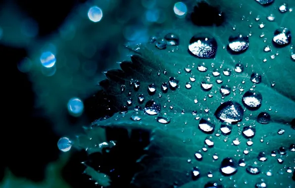 Picture drops, sheet, green, barbed, droplets