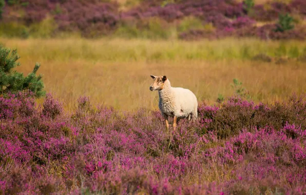 Picture field, white, flowers, nature, thickets, glade, sheep, meadow