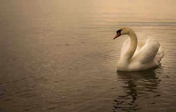 Water, nature, lake, pond, bird, ruffle, Swan, pond