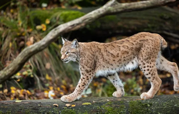 Picture autumn, foliage, walk, log, lynx