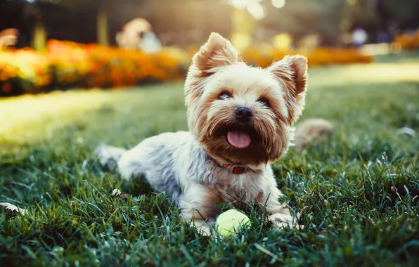 Summer, york, small, yorkie, terrier, yorkshire