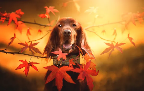 Picture autumn, look, face, leaves, branches, background, dog