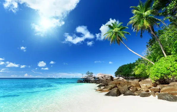 Sand, sea, beach, tropics, palm trees, shore, summer, sunshine