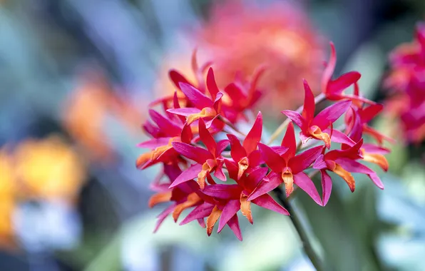 Macro, flowers, blur, stem, red, pink, orchids, blur