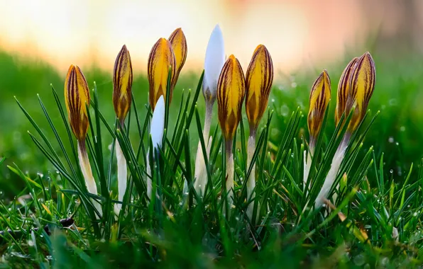 Picture flowers, yellow, glade, spring, crocuses
