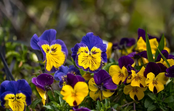 Flowers, glade, bright, spring, yellow, purple, Pansy, colorful