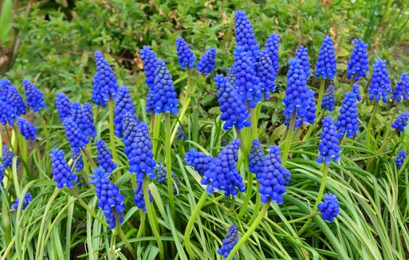 Greens, leaves, flowers, bright, spring, garden, flowerbed, blue