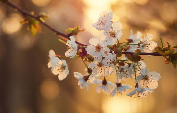The sun, light, flowers, cherry, branch, spring, white, flowering