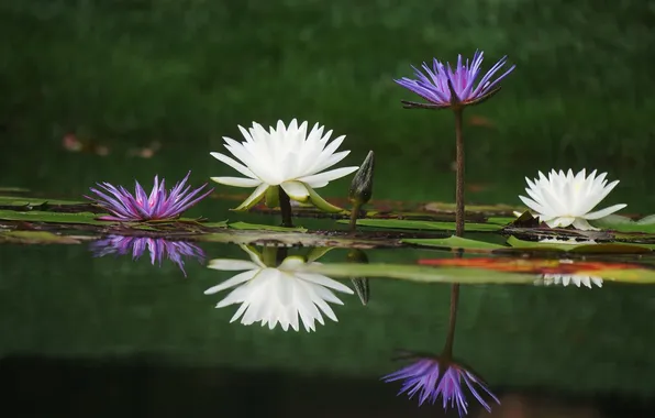 Flowers, lake, water lilies, nymphs
