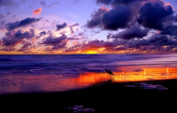 Sea, clouds, Sunset, stork