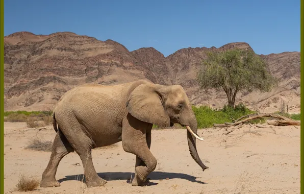 Nature, elephant, picture, Africa, nature, Africa, picture, elephant