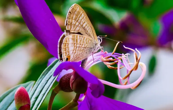 Flower, macro, wings, Butterfly, beautiful, closeup