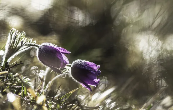 Picture grass, weed, flowering, blossom, Anemones, Anemones