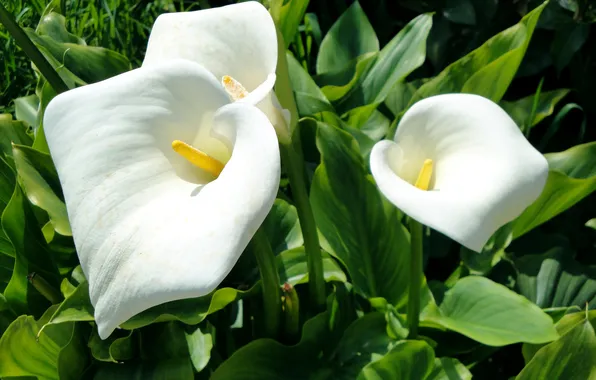 Greens, leaves, white, closeup, Calla lilies