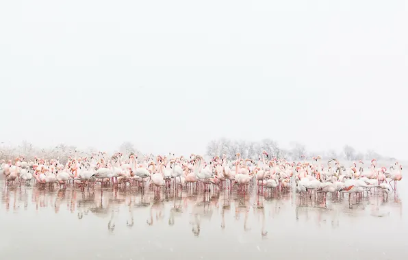 Picture birds, nature, Flamingo