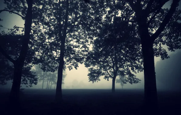 Nature, The evening, Fog, Trees, Forest, The darkness, Wallpaper, Twilight