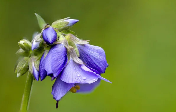 Background, flowers, cyanosis