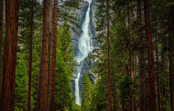 Forest, trees, mountains, rock, waterfall