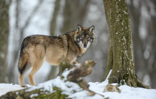 Picture Nature, Winter, Look, Trees, Snow, Wolf, Nature, Gray Wolf