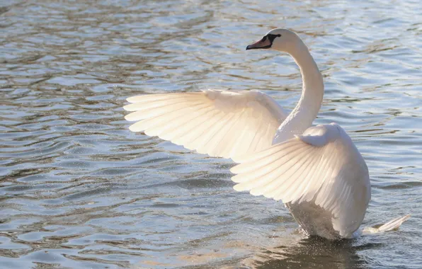 Picture white, bird, wings, Swan, pond, stroke