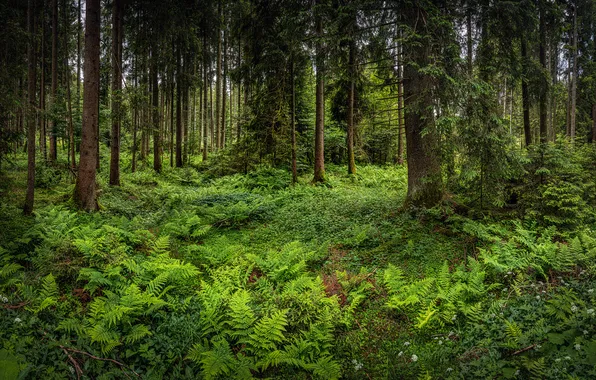 Greens, forest, summer, trees, branches, thickets, trunks, glade