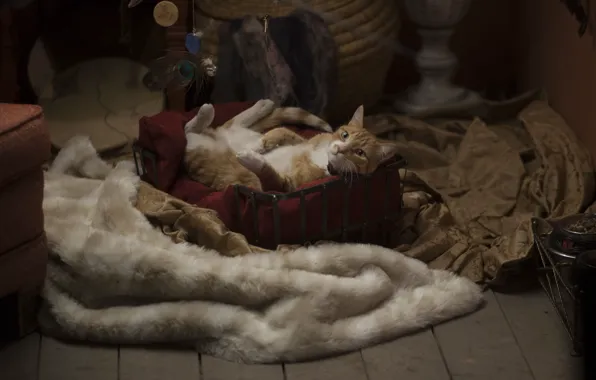 Nothing, cat, supernatural, season one, season 1, tv series, Midnight Texas