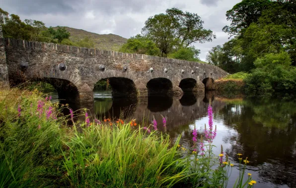Greens, summer, grass, trees, flowers, bridge, river, shore