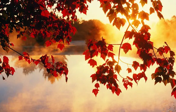 Autumn, leaves, the sun, rays, light, trees, beauty