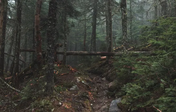 Picture forest, trees, nature, stones