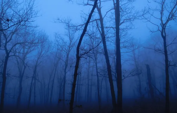 Forest, trees, nature, fog, twilight