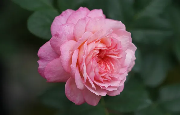Macro, close-up, pink, rose