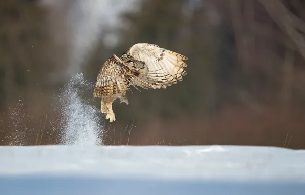 Snow, owl, wings, the rise, bokeh