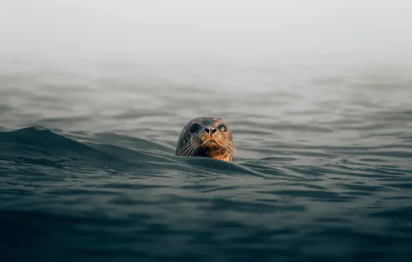 Picture sea, water, seal