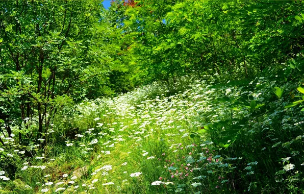 Picture grass, Flowers, Grass, Flowers