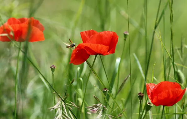 Grass, flowers, bee, Maki, red, trio, green background