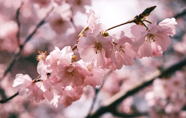 Light, flowers, cherry, tree, branch, spring, garden, pink